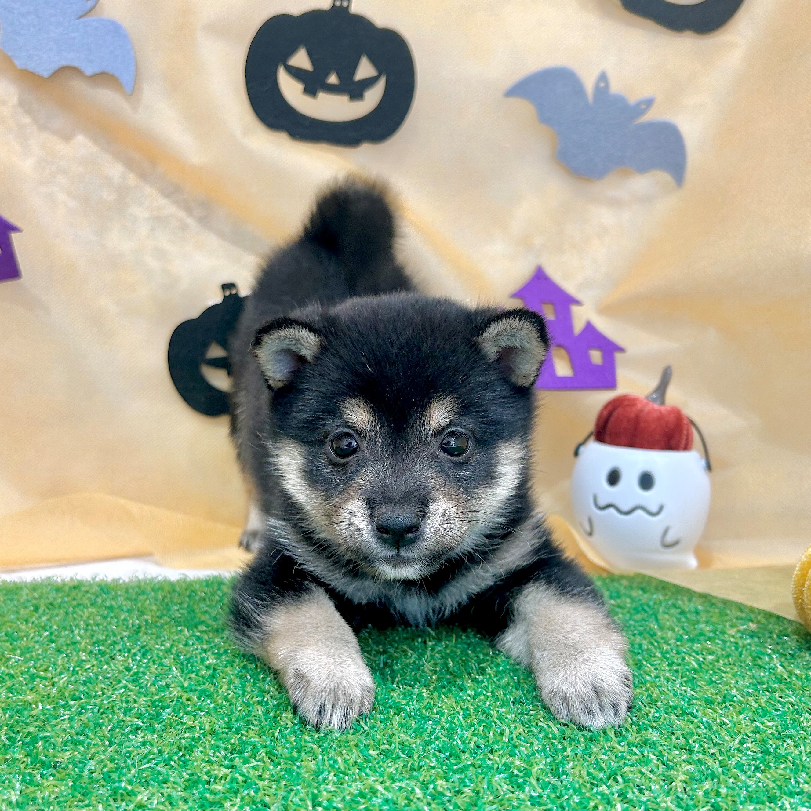 福岡県の豆柴 (犬の家＆猫の里くりえいと宗像店/2026年7月6日生まれ/男の子/黒)の子犬の1枚目の画像