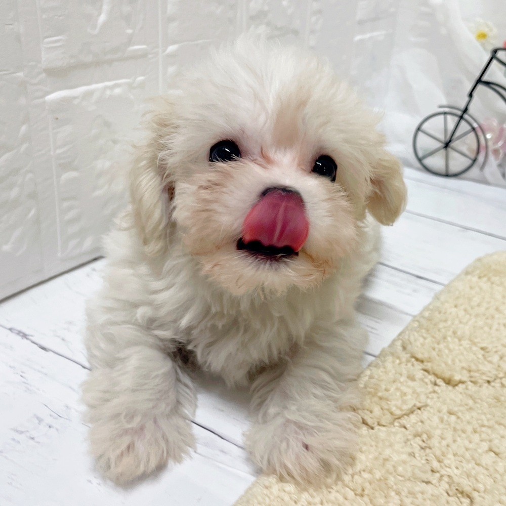 生体画像３