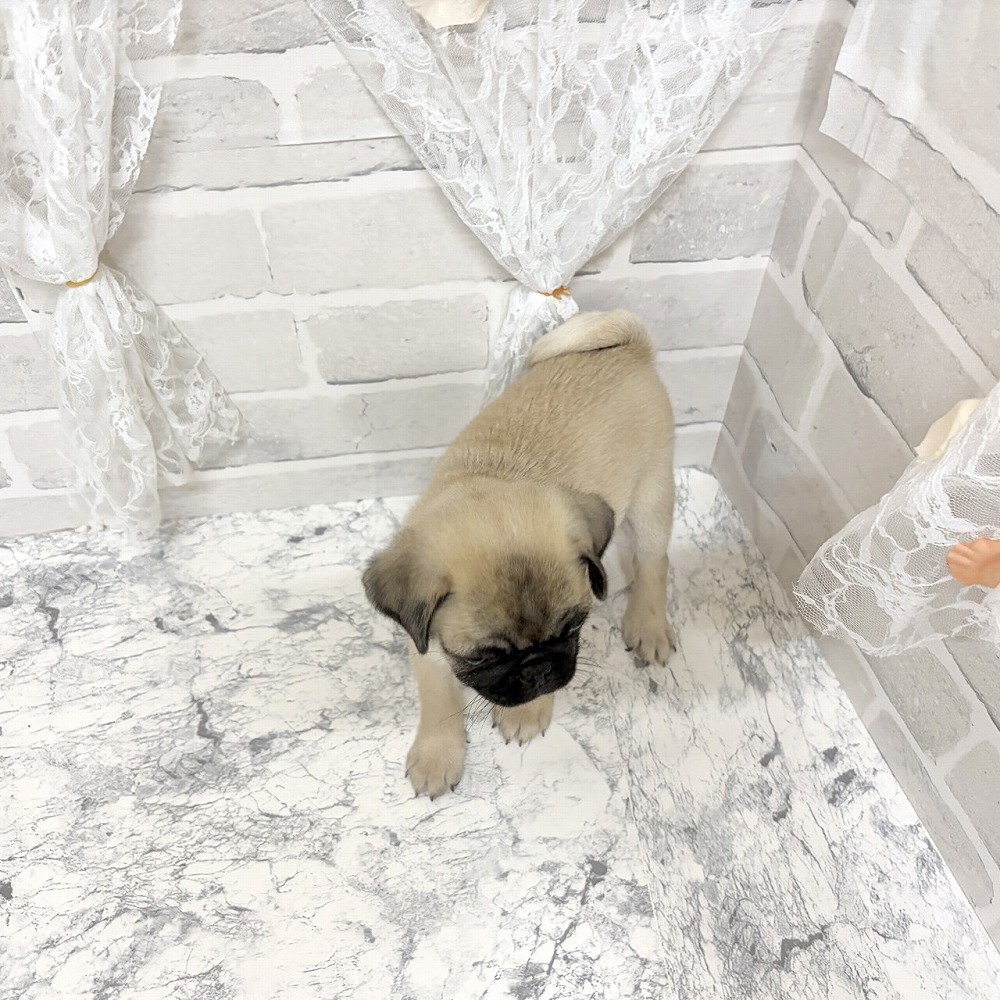 京都府のパグ (犬の家＆猫の里京都精華店/2026年7月7日生まれ/男の子/フォーン)の子犬の3枚目の画像
