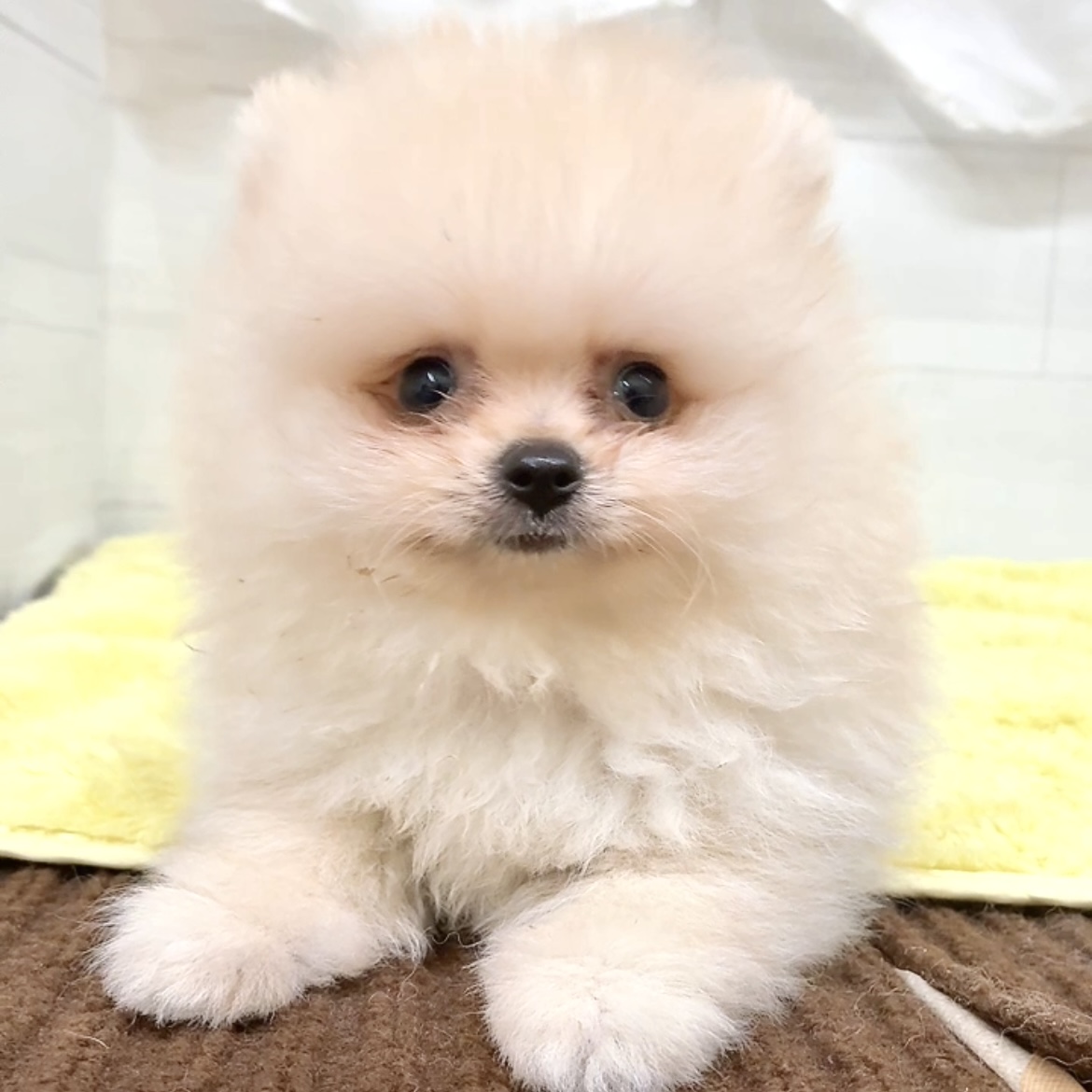 愛知県のポメラニアン (犬の家＆猫の里碧南店/2026年7月8日生まれ/男の子/クリーム)の子犬の3枚目の画像