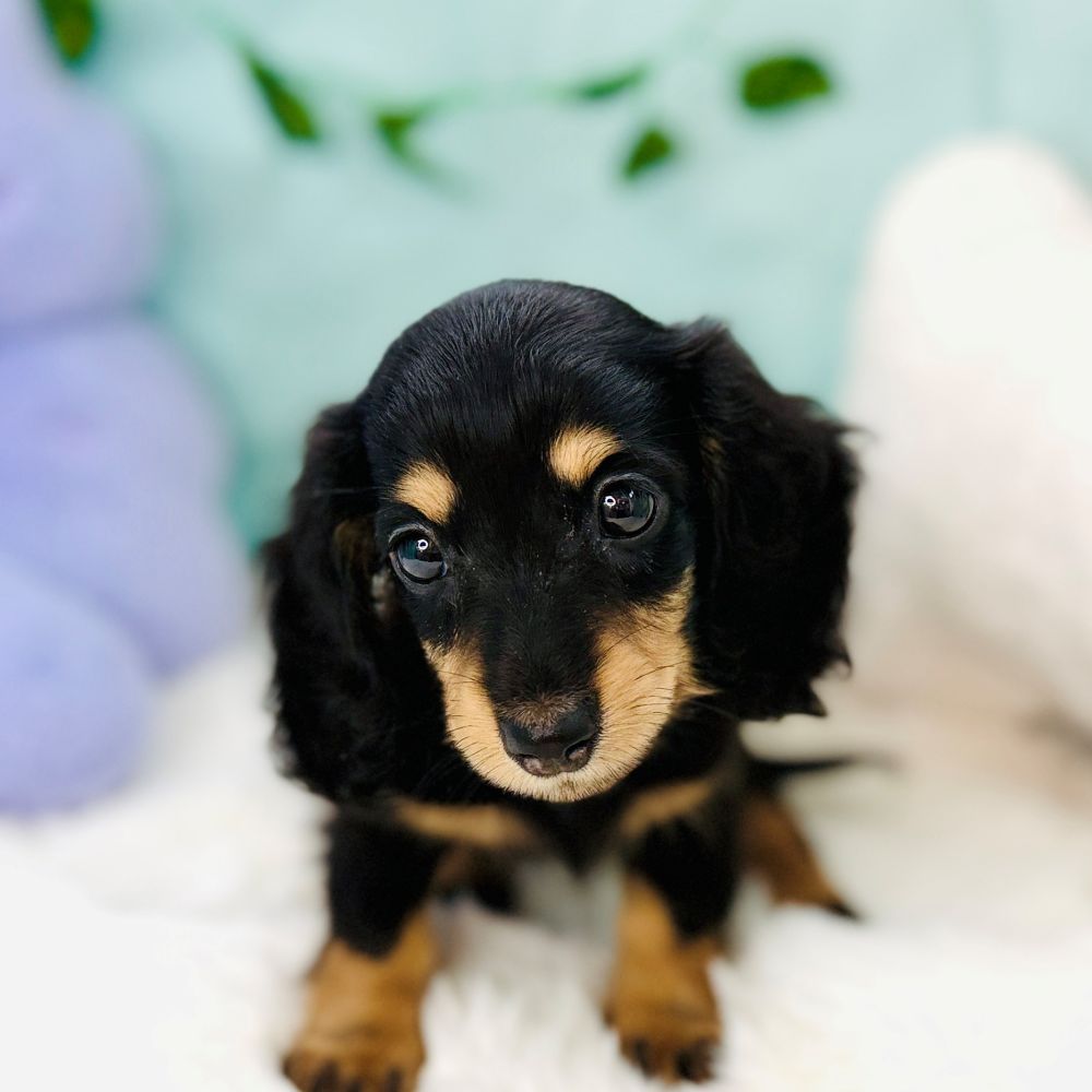 愛知県のミニチュアダックスフンド(ロング) (犬の家＆猫の里愛知刈谷店/2026年7月8日生まれ/女の子/ブラックタン)の子犬の3枚目の画像