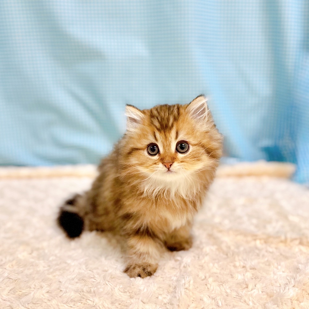 愛知県のラガマフィン (犬の家＆猫の里一宮店/2026年7月5日生まれ/男の子/ブラウンタビー)の子猫の3枚目の画像