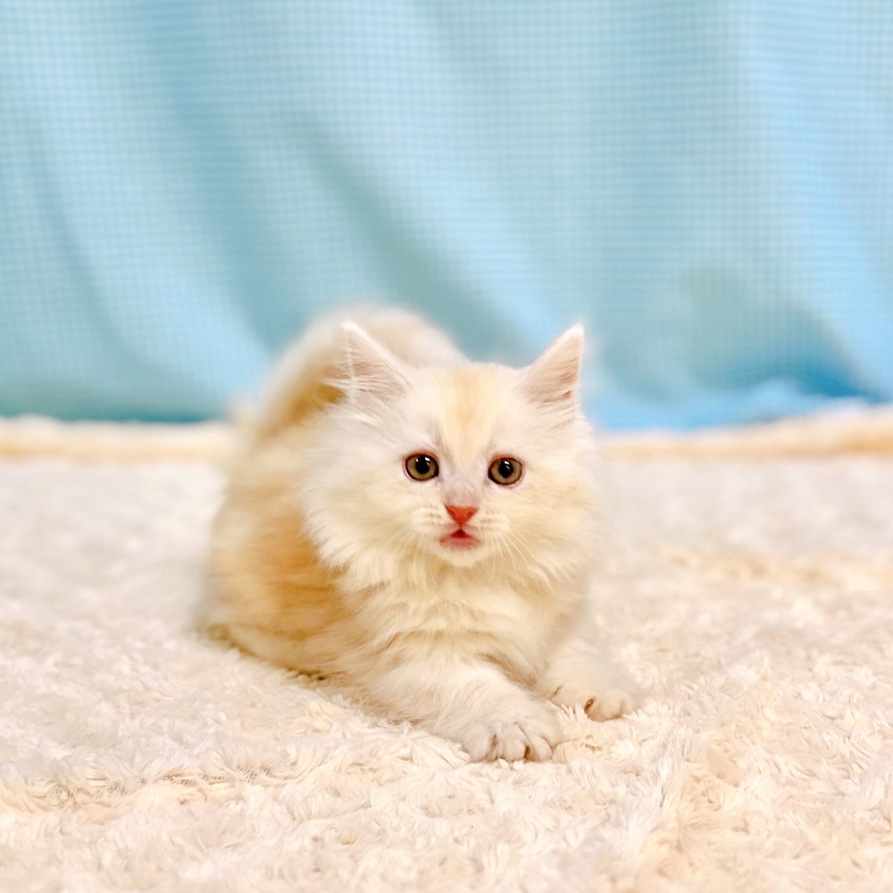 愛知県のマンチカン (犬の家＆猫の里一宮店/2026年7月4日生まれ/女の子/クリームタビーホワイト)の子猫の3枚目の画像