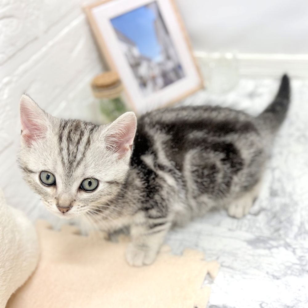 愛知県のアメリカンショートヘアー (犬の家＆猫の里豊田店/2026年7月8日生まれ/男の子/シルバータビー)の子猫の3枚目の画像