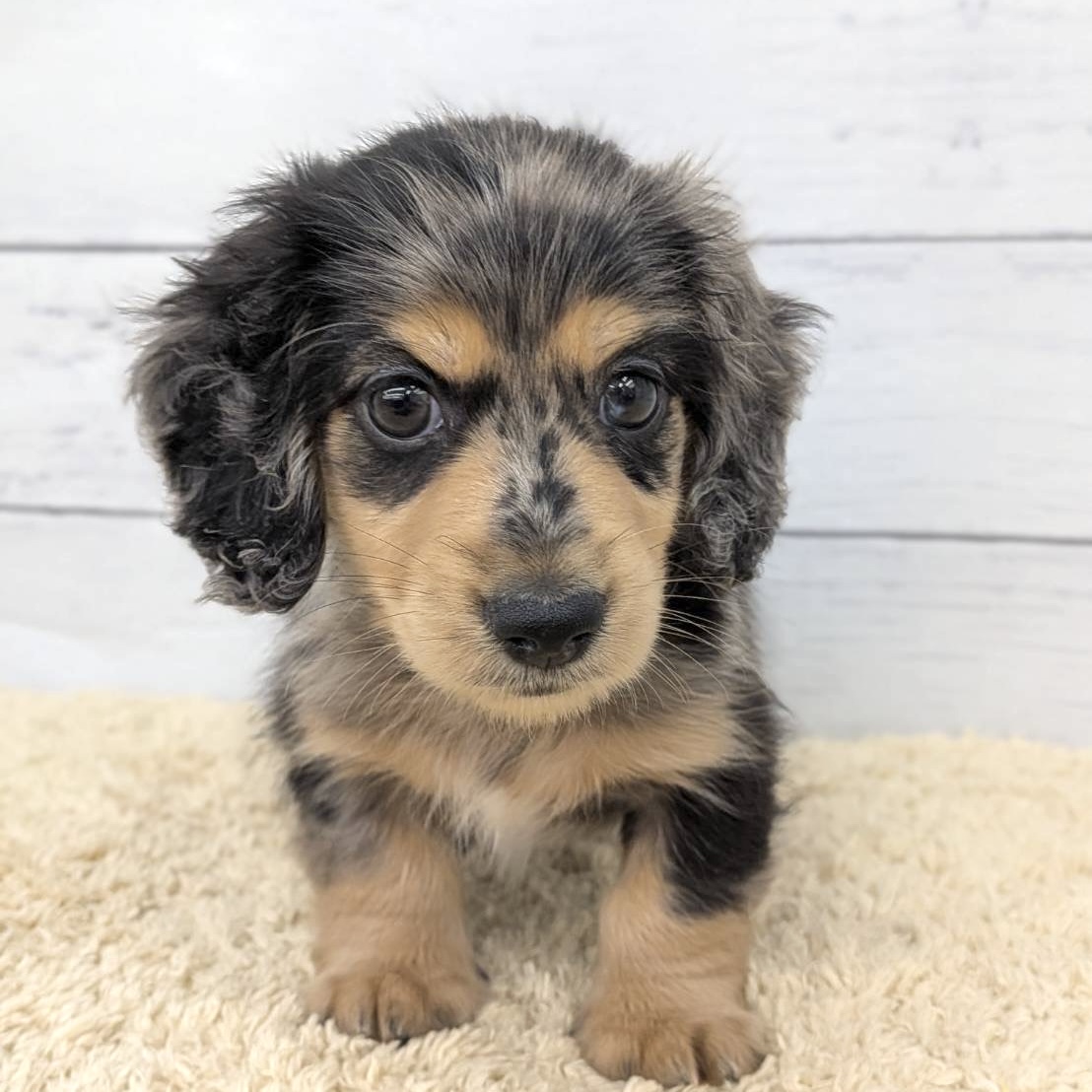 愛知県のミニチュアダックスフンド(ロング) (犬の家＆猫の里七宝店/2026年7月7日生まれ/男の子/シルバーダップル)の子犬の3枚目の画像