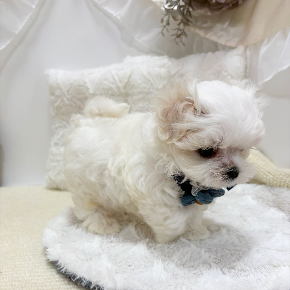 岐阜県のマルチーズ (犬の家＆猫の里カラフルタウン岐阜店/2026年7月5日生まれ/男の子/ホワイト)の子犬の3枚目の画像