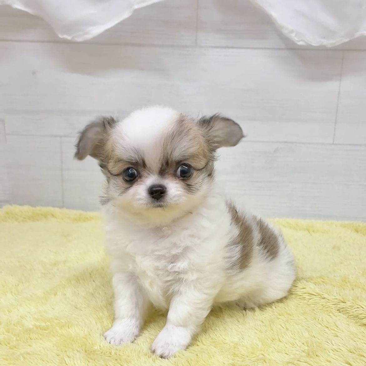 愛知県のチワワ(ロング) (犬の家＆猫の里碧南店/2026年7月7日生まれ/男の子/ホワイトレッド)の子犬の3枚目の画像