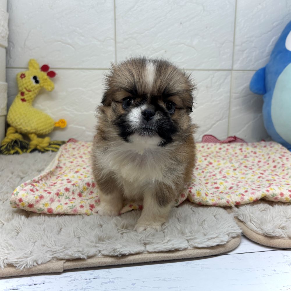 兵庫県のハーフ犬・ミックス犬 (犬の家＆猫の里ゆめタウン姫路店/2026年7月9日生まれ/女の子/レッド)の子犬の3枚目の画像