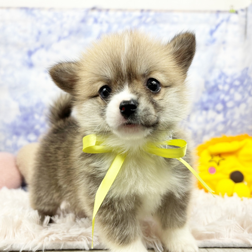 兵庫県のポメコーギー(ポメラニアン×コーギー) (犬の家＆猫の里川西店/2026年7月9日生まれ/男の子/レッドホワイト)の子犬の3枚目の画像