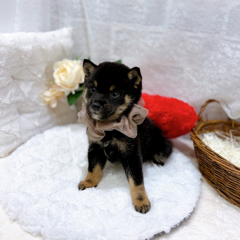 滋賀県の豆柴 (犬の家＆猫の里長浜店/2026年7月9日生まれ/男の子/黒)の子犬の3枚目の画像