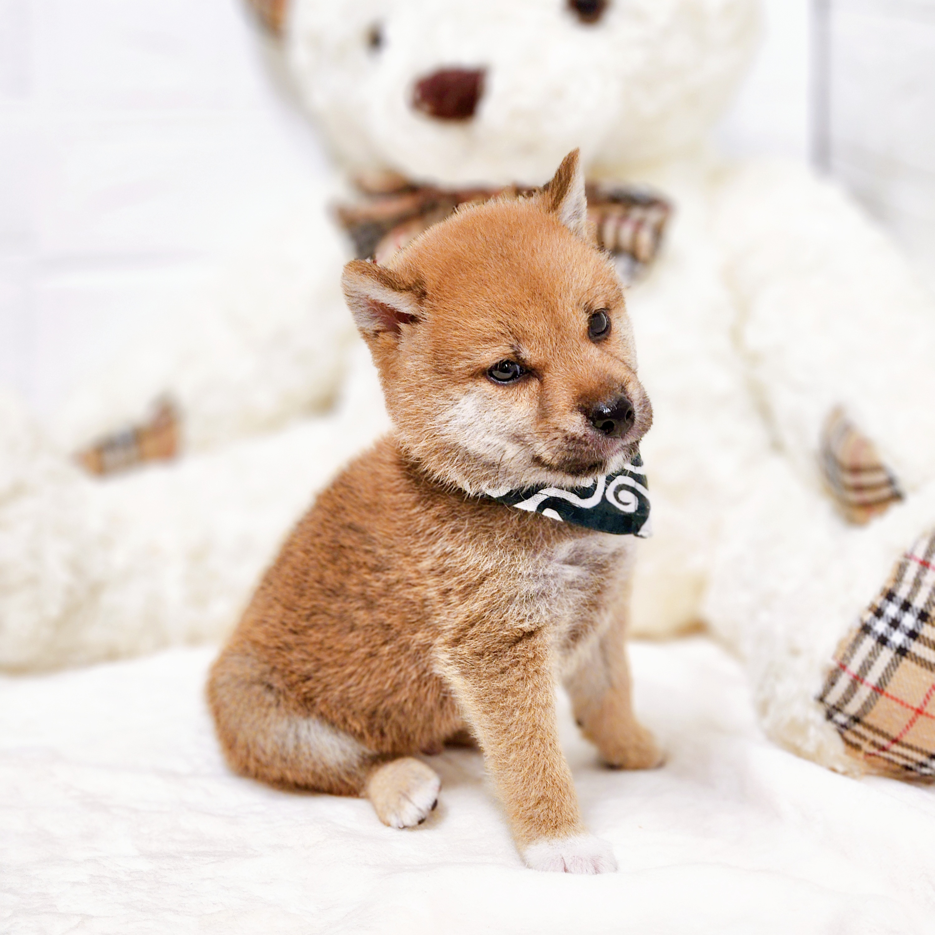 滋賀県の柴犬(標準サイズ) (犬の家＆猫の里近江八幡店/2026年7月9日生まれ/男の子/赤)の子犬の3枚目の画像