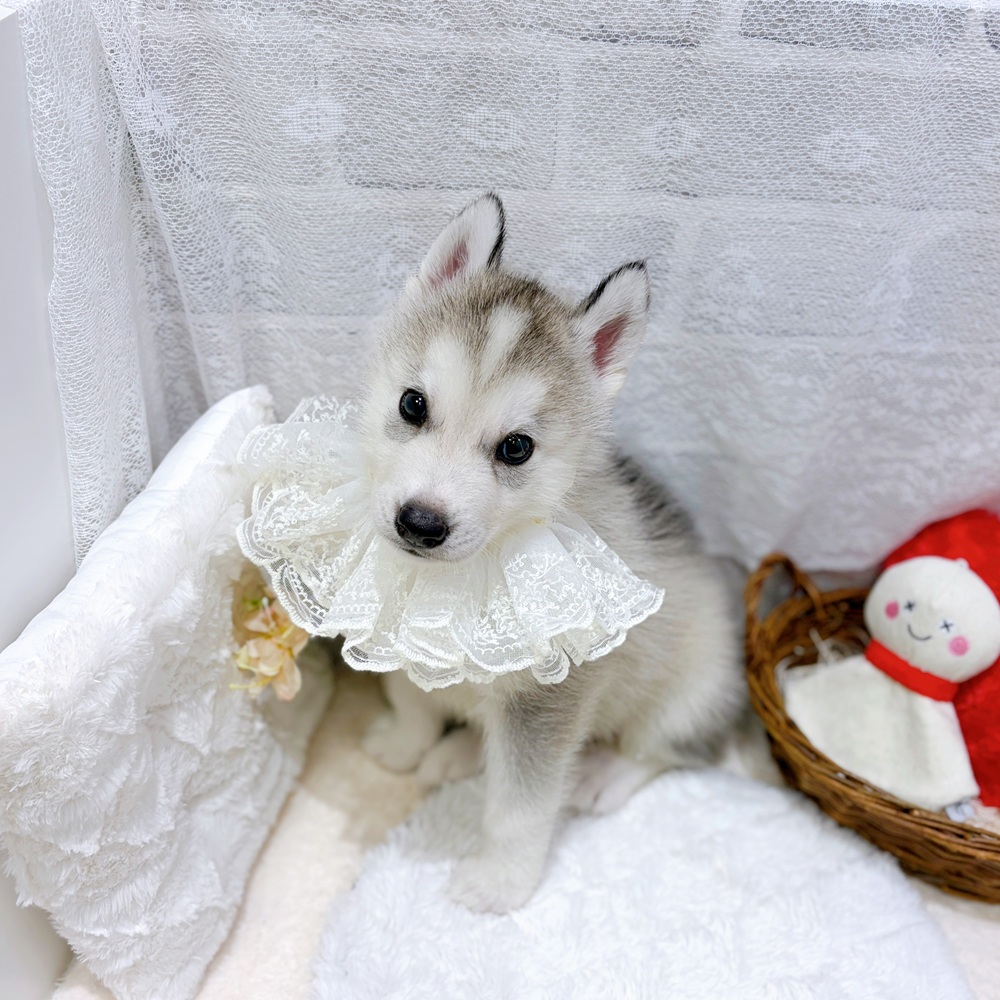 滋賀県のシベリアンハスキー (犬の家＆猫の里長浜店/2026年7月9日生まれ/男の子/シルバーホワイト)の子犬の1枚目の画像