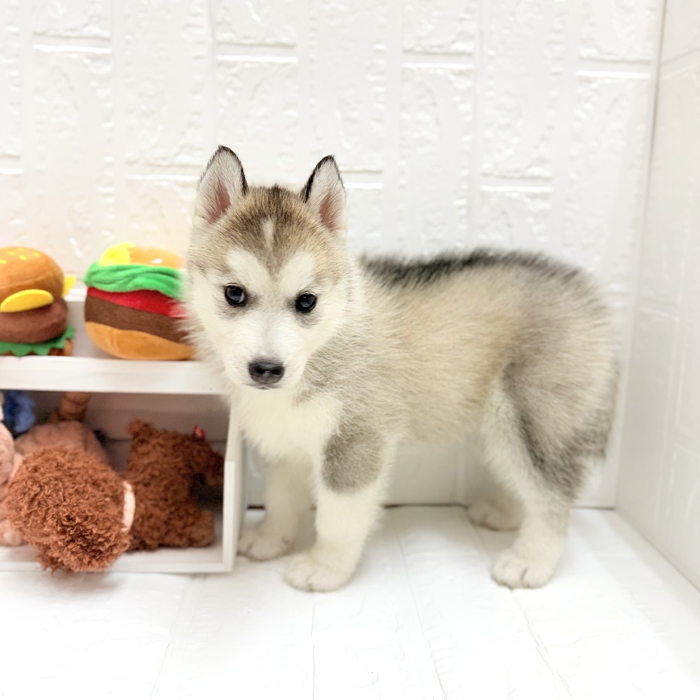 愛知県のシベリアンハスキー (犬の家＆猫の里豊川インター店/2026年7月9日生まれ/女の子/シルバーホワイト)の子犬の3枚目の画像
