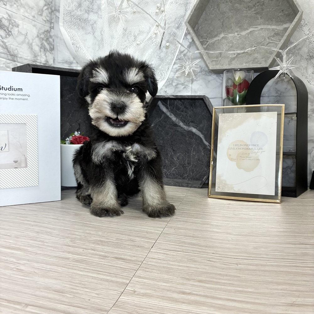 千葉県のミニチュアシュナウザー (犬の家＆猫の里ワンズモール稲毛店/2026年7月10日生まれ/男の子/ブラックシルバー)の子犬の3枚目の画像