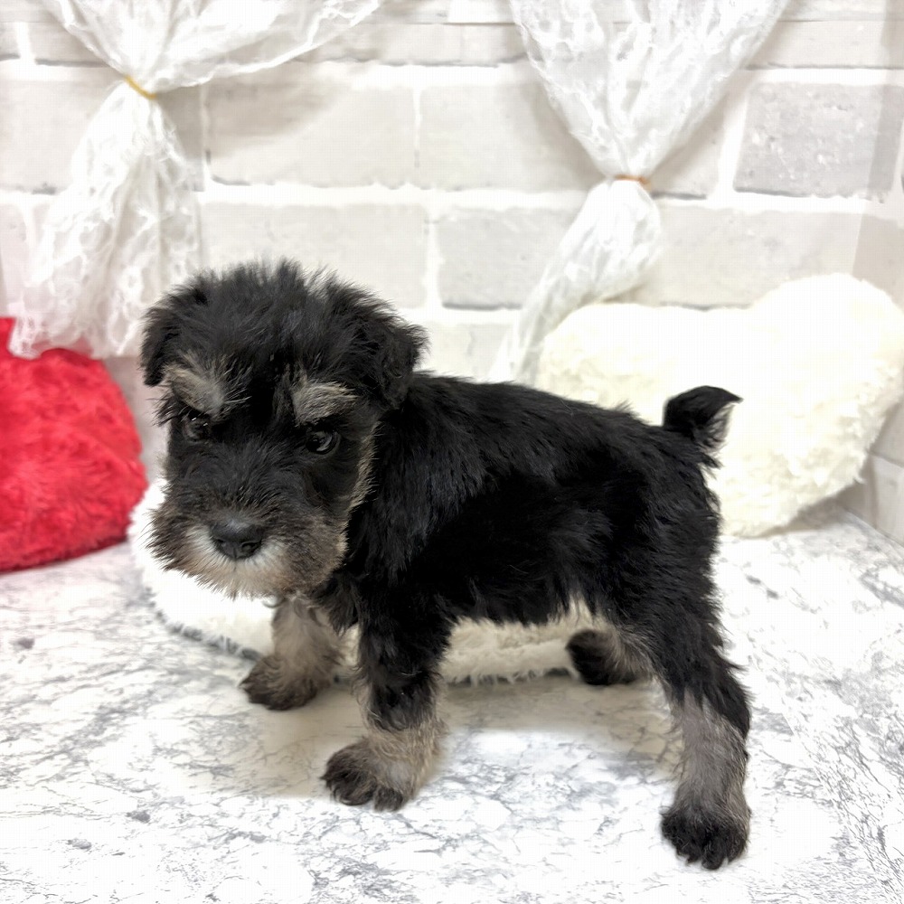 京都府のミニチュアシュナウザー (犬の家＆猫の里京都精華店/2026年7月10日生まれ/男の子/ソルトペッパー)の子犬の3枚目の画像