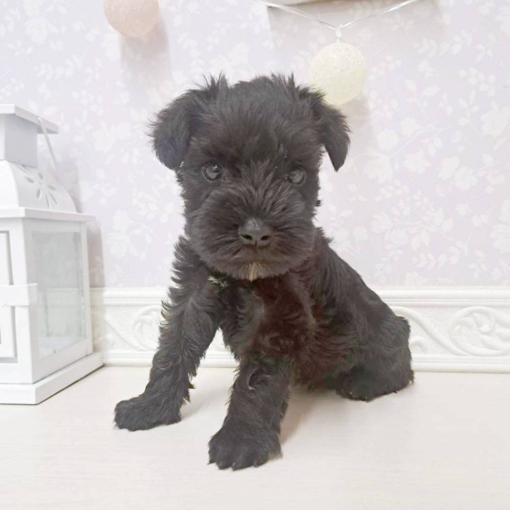 富山県のミニチュアシュナウザー (犬の家＆猫の里アミーゴ山室店/2026年7月10日生まれ/女の子/ブラック)の子犬の3枚目の画像