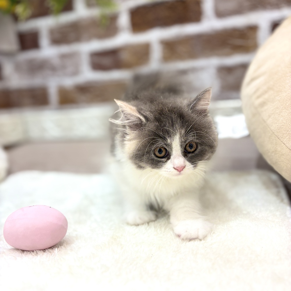 三重県のミヌエット (犬の家＆猫の里三重桑名店/2026年7月10日生まれ/女の子/ブルーパッチドタビーホワイト)の子猫の3枚目の画像
