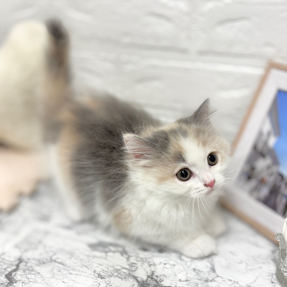 愛知県のミヌエット (犬の家＆猫の里豊田店/2026年7月10日生まれ/女の子/ブルーパッチドタビーホワイト)の子猫の3枚目の画像