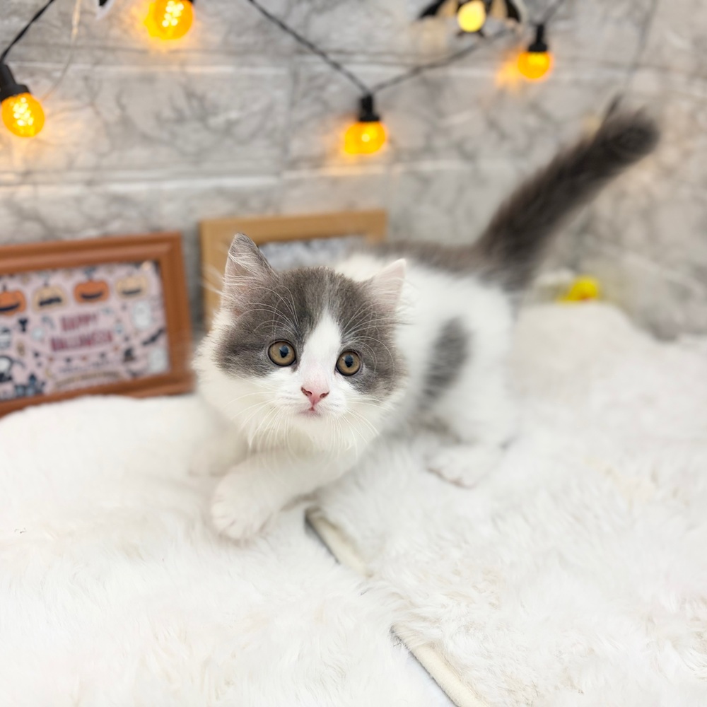 静岡県のミヌエット (犬の家＆猫の里MEGAドン・キホーテ袋井店/2026年7月10日生まれ/男の子/ブルータビーホワイト)の子猫の3枚目の画像