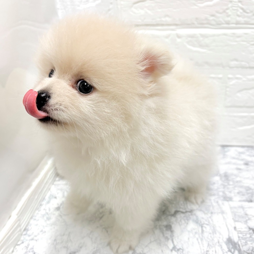 愛知県のポメラニアン (犬の家＆猫の里豊田店/2026年7月10日生まれ/男の子/クリーム)の子犬の3枚目の画像