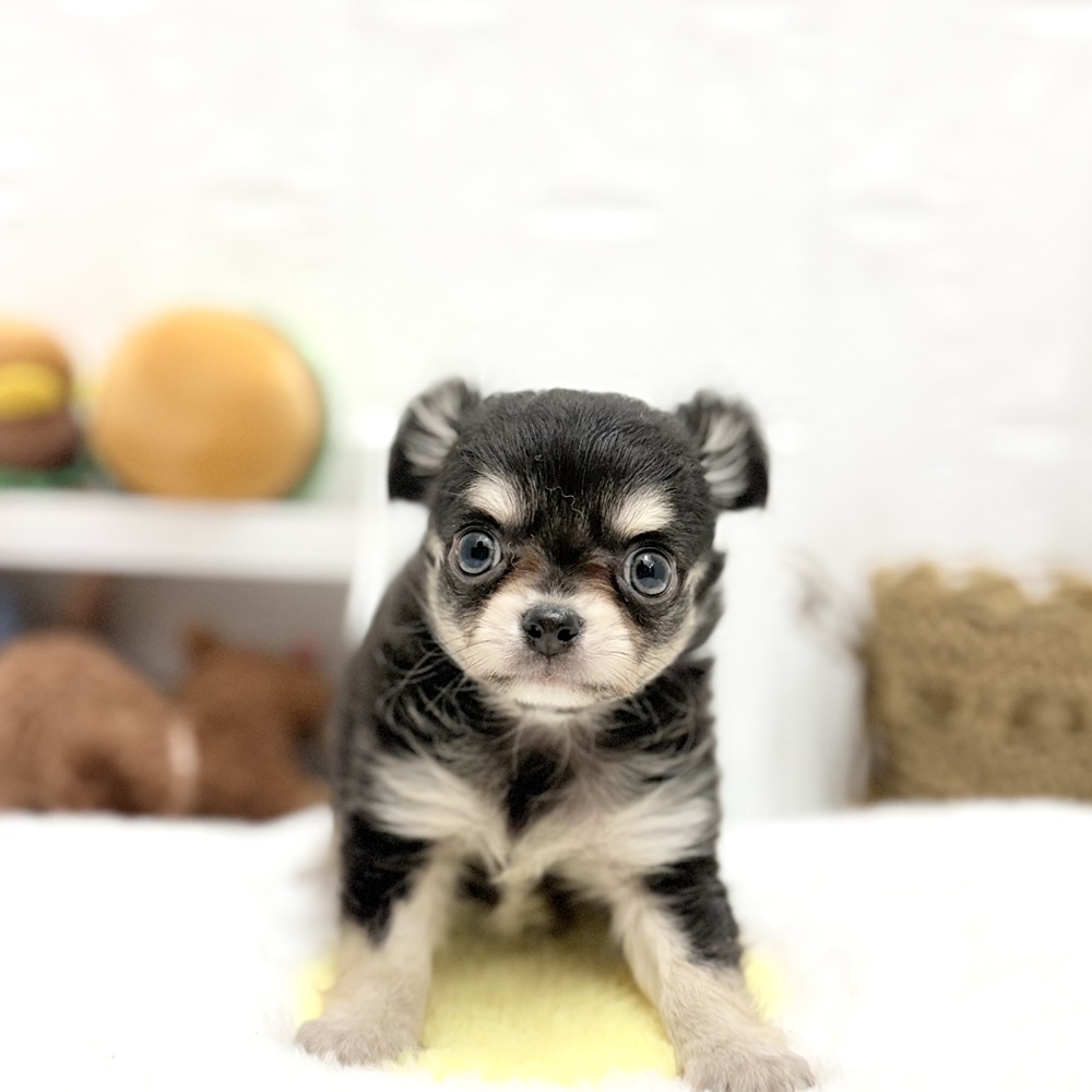 愛知県のチワワ(ロング) (犬の家＆猫の里豊川インター店/2026年7月11日生まれ/男の子/ブラッククリームホワイト)の子犬の3枚目の画像