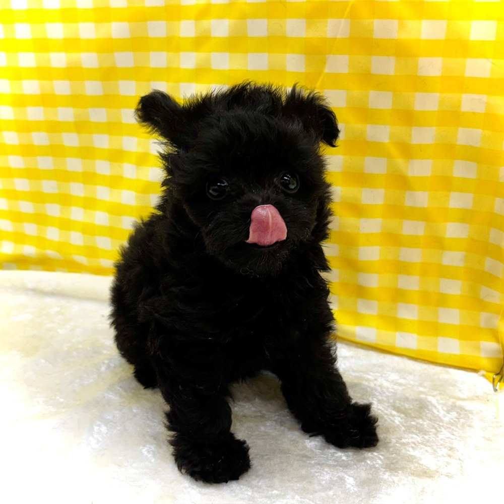 愛知県のチワプー/プーチー(チワワ×プードル) (犬の家＆猫の里名古屋天白店/2026年7月7日生まれ/女の子/ブラック)の子犬の3枚目の画像