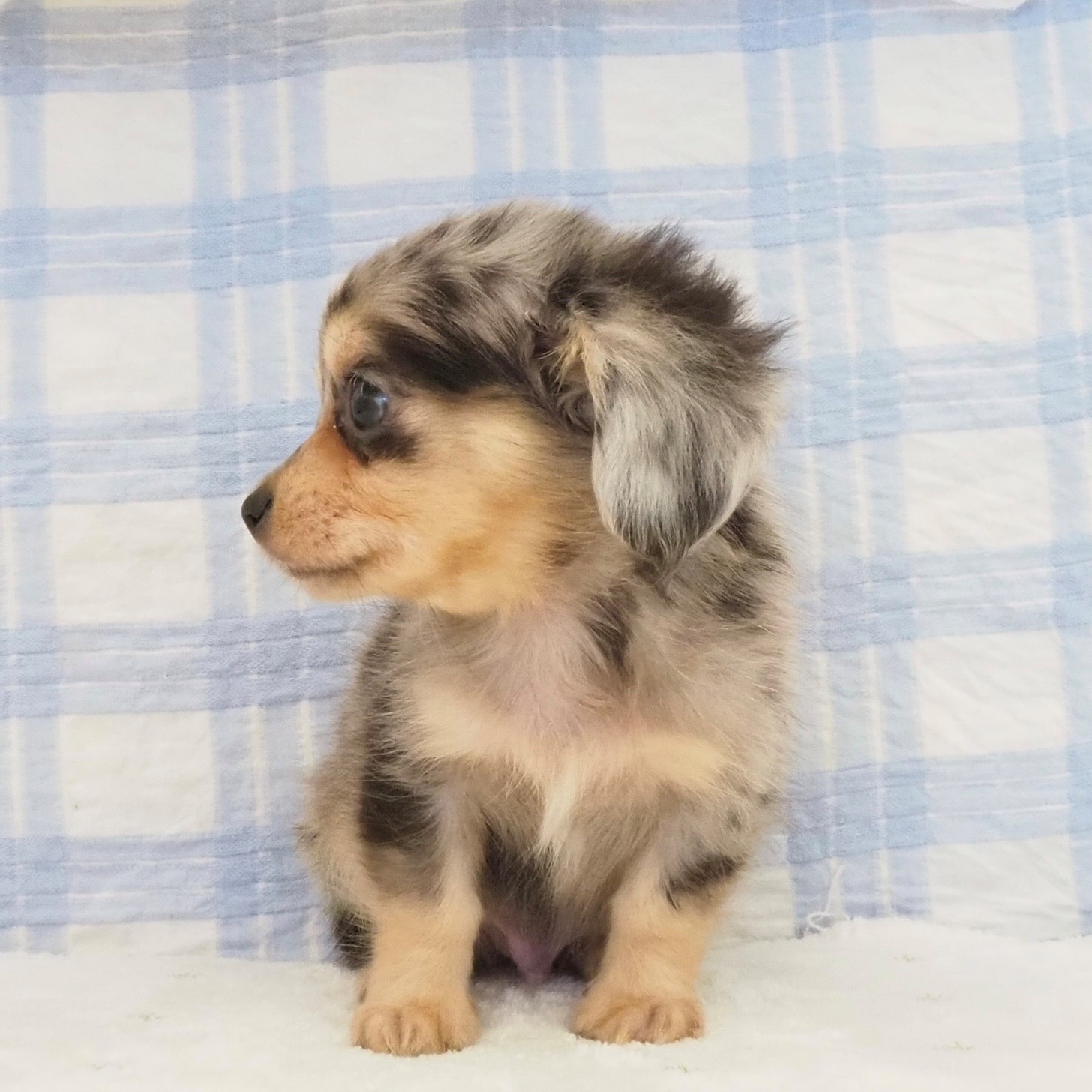 大阪府のチワックス(チワワ×ダックス) (犬の家＆猫の里もりのみやキューズモールBASE店/2026年7月10日生まれ/男の子/シルバーダップル)の子犬の3枚目の画像