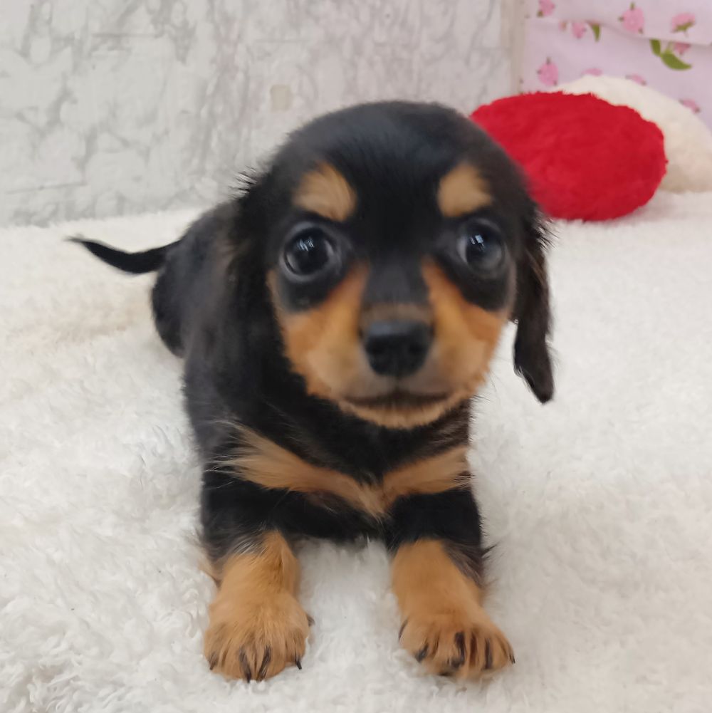 愛知県のチワックス(チワワ×ダックス) (犬の家＆猫の里エアポートウォーク店/2026年7月10日生まれ/男の子/ブラックタン)の子犬の3枚目の画像