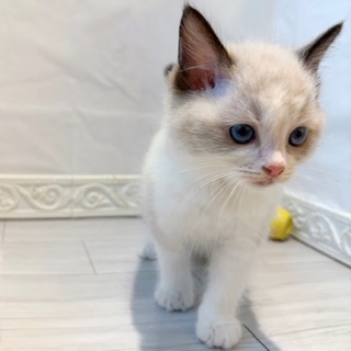 愛知県のラグドール (犬の家＆猫の里春日井本店/2026年7月7日生まれ/男の子/シールポイントバイカラー)の子猫の3枚目の画像