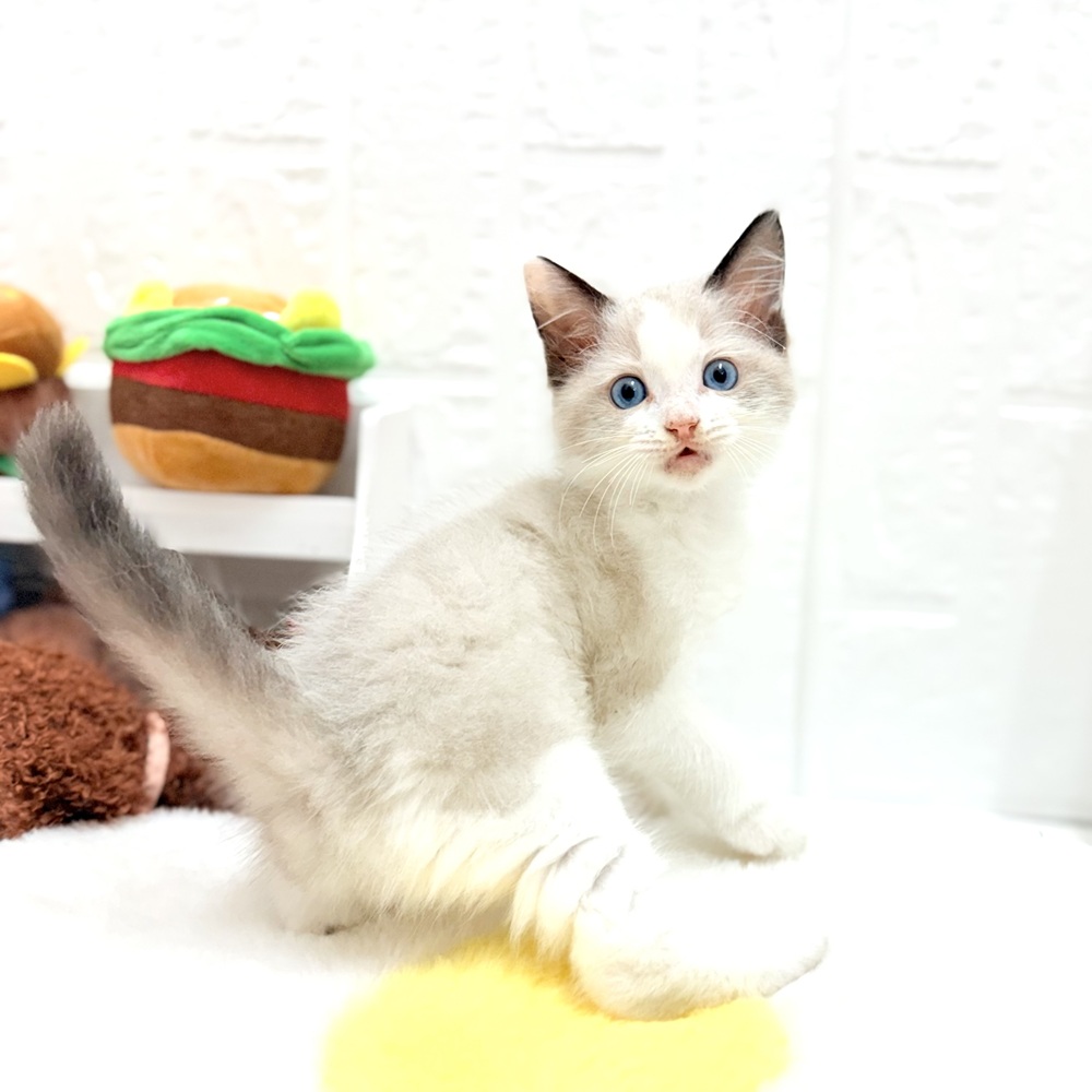 愛知県のラグドール (犬の家＆猫の里豊川インター店/2026年7月7日生まれ/男の子/シールポイントバイカラー)の子猫の3枚目の画像