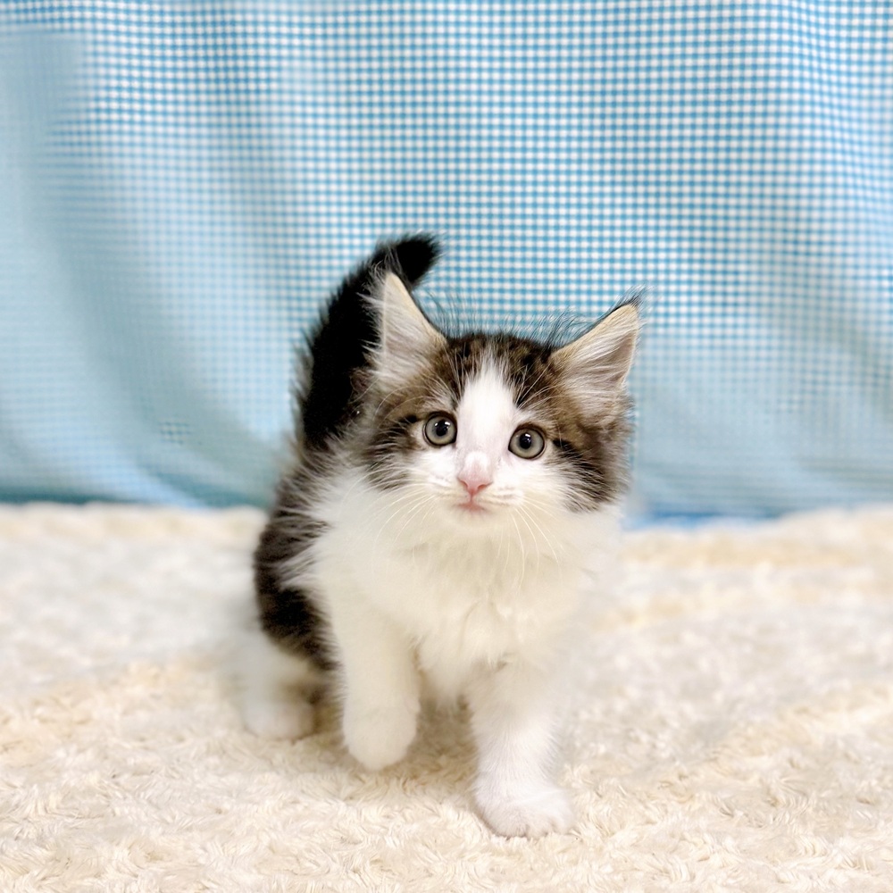 愛知県のノルウェージャンフォレストキャット (犬の家＆猫の里一宮店/2026年7月11日生まれ/女の子/ブラウンタビーホワイト)の子猫の3枚目の画像