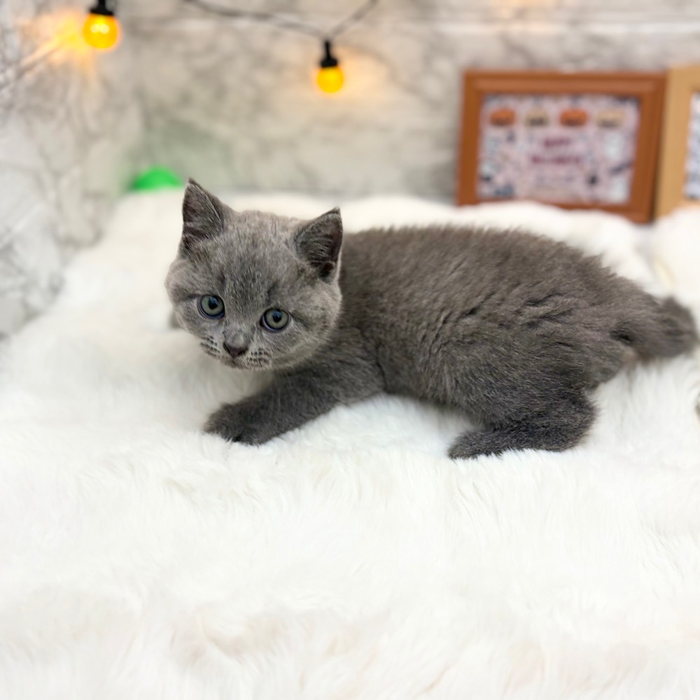 静岡県のブリティッシュショートヘアー (犬の家＆猫の里MEGAドン・キホーテ袋井店/2026年7月11日生まれ/男の子/ブルー)の子猫の3枚目の画像