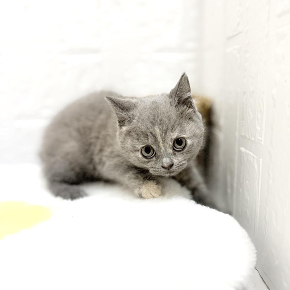 愛知県のブリティッシュショートヘアー (犬の家＆猫の里豊川インター店/2026年7月11日生まれ/女の子/ブルークリーム)の子猫の3枚目の画像