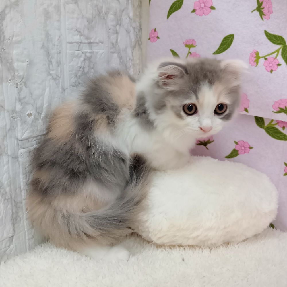 愛知県のスコティッシュフォールド (犬の家＆猫の里エアポートウォーク店/2026年7月10日生まれ/女の子/ブルーパッチドタビーホワイト)の子猫の3枚目の画像