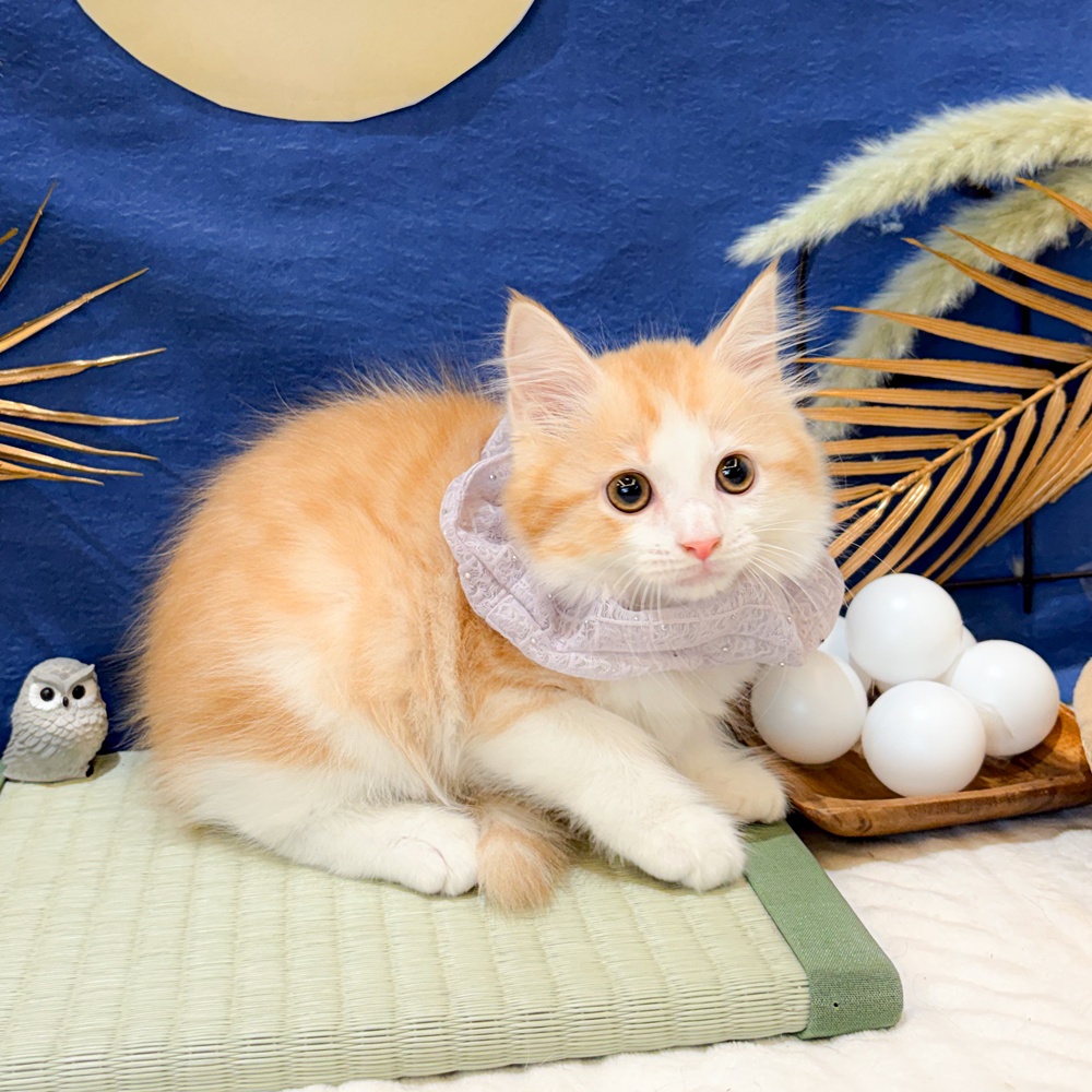 静岡県のマンチカン (犬の家＆猫の里富士店/2026年7月8日生まれ/男の子/カメオタビーホワイト)の子猫の3枚目の画像