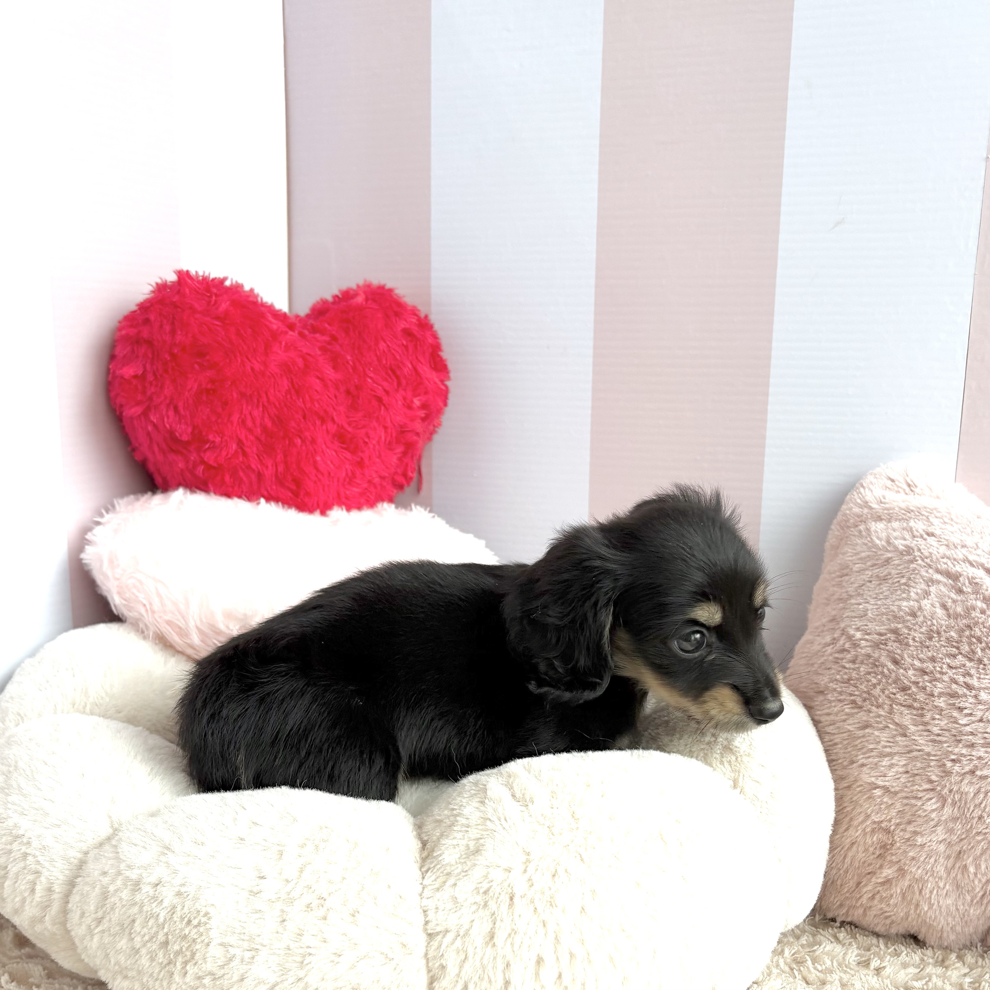 岡山県のカニンヘンダックスフンド(ロング) (犬の家＆猫の里倉敷中庄店/2026年7月11日生まれ/男の子/ブラックイエロー)の子犬の3枚目の画像