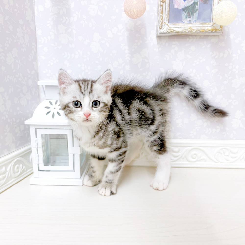 富山県のマンチカン (犬の家＆猫の里アミーゴ山室店/2026年7月7日生まれ/男の子/シルバータビーホワイト)の子猫の3枚目の画像