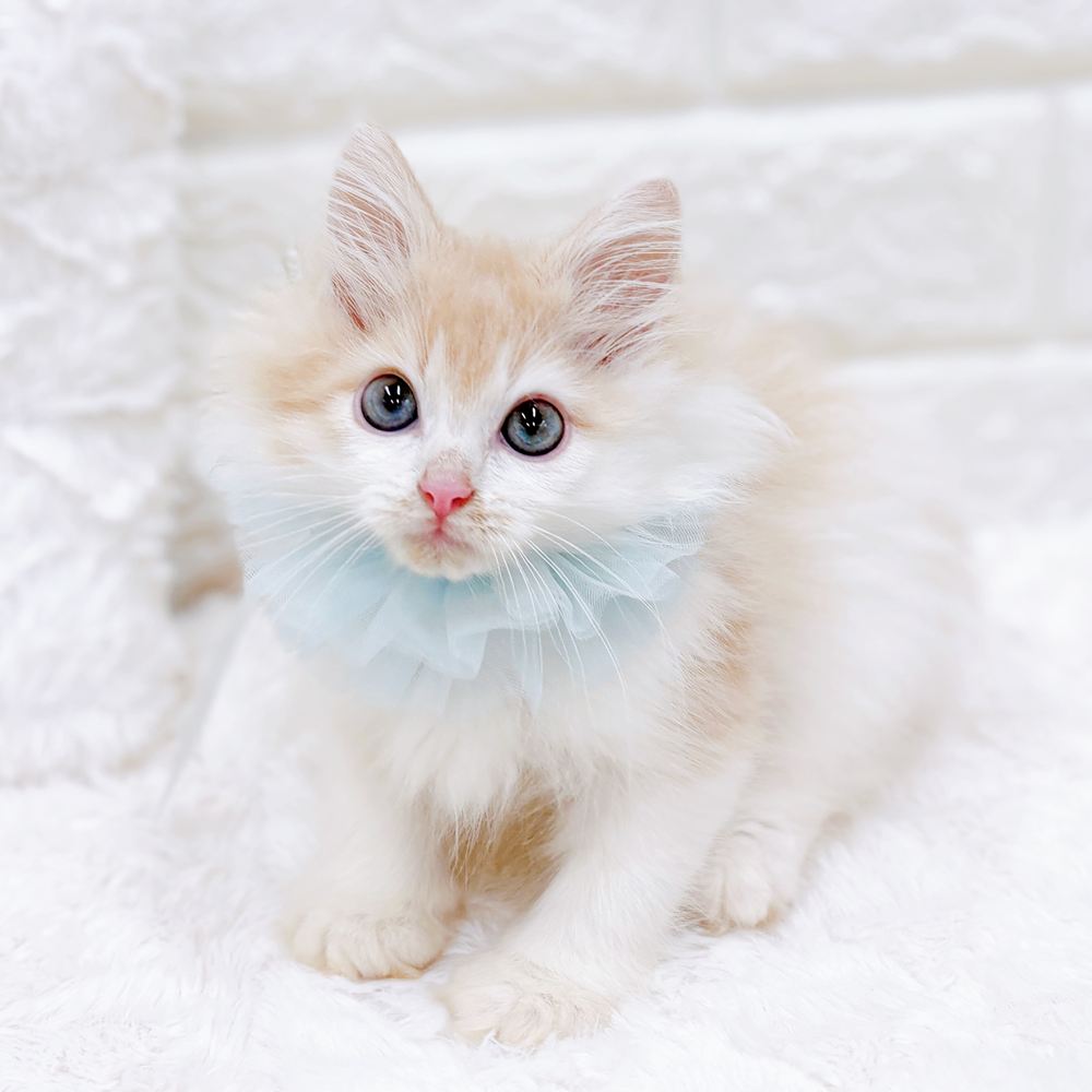 福井県のノルウェージャンフォレストキャット (犬の家＆猫の里アミーゴ福井店/2026年6月21日生まれ/男の子/クリームホワイト)の子猫の3枚目の画像
