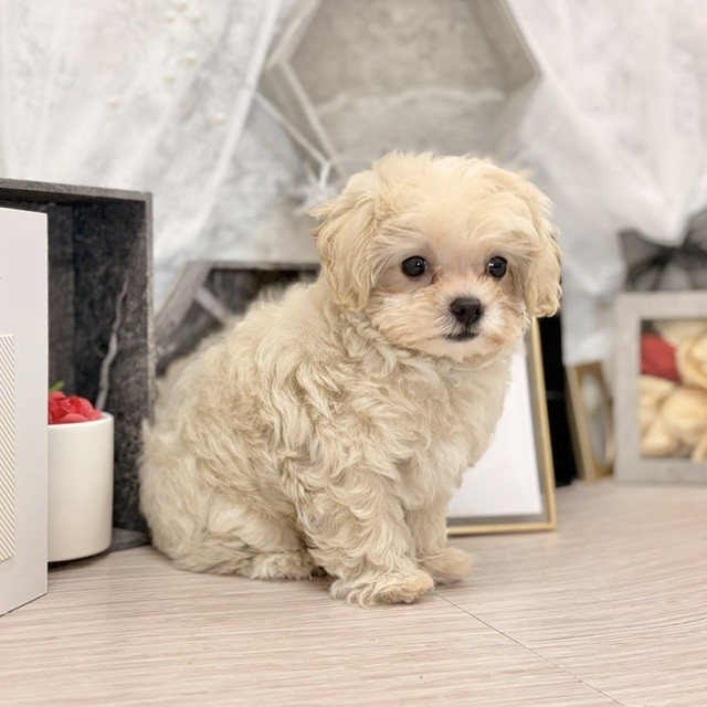 千葉県のマルプー(マルチーズ×プードル) (犬の家＆猫の里ワンズモール稲毛店/2026年7月11日生まれ/女の子/クリーム)の子犬の3枚目の画像