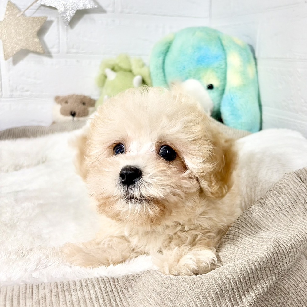 兵庫県のマルプー(マルチーズ×プードル) (犬の家＆猫の里ニッケパークタウン加古川店/2026年7月12日生まれ/男の子/クリーム)の子犬の3枚目の画像