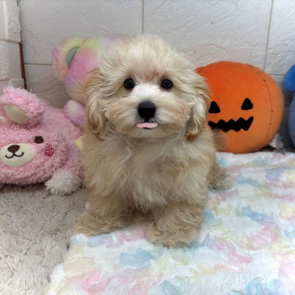 兵庫県のマルプー(マルチーズ×プードル) (犬の家＆猫の里ゆめタウン姫路店/2026年7月9日生まれ/男の子/アプリコット)の子犬の3枚目の画像