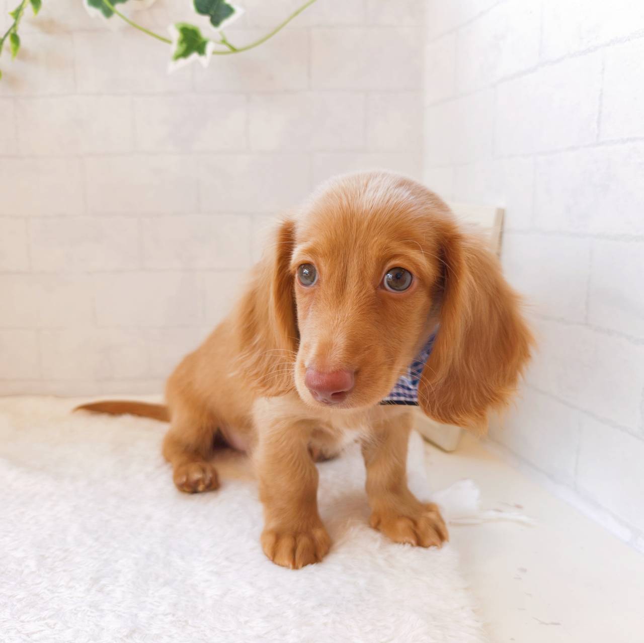 石川県のミニチュアダックスフンド(ロング) (犬の家＆猫の里金沢店/2026年7月9日生まれ/男の子/レッド)の子犬の3枚目の画像