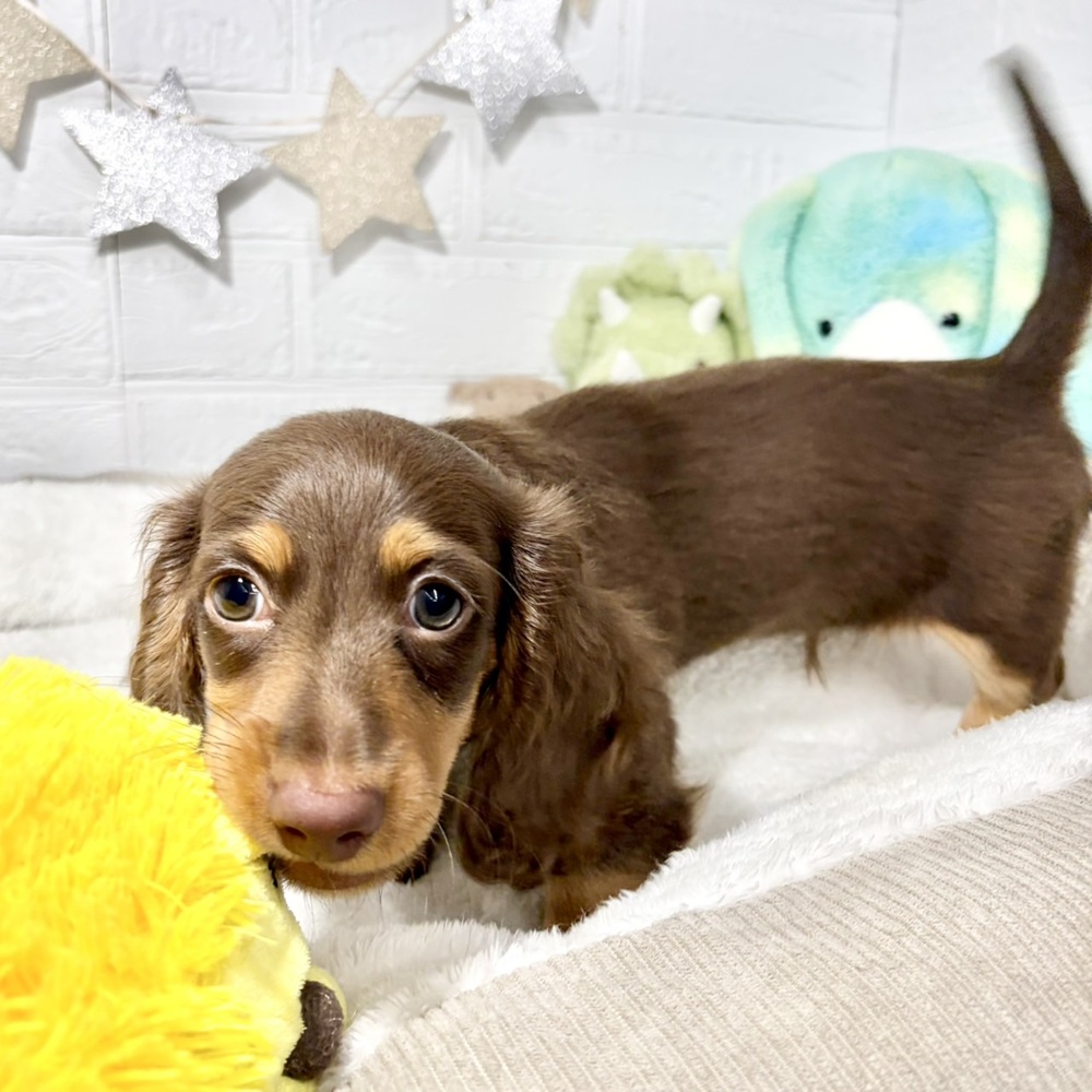 兵庫県のミニチュアダックスフンド(ロング) (犬の家＆猫の里ニッケパークタウン加古川店/2026年7月9日生まれ/男の子/チョコレートタン)の子犬の3枚目の画像