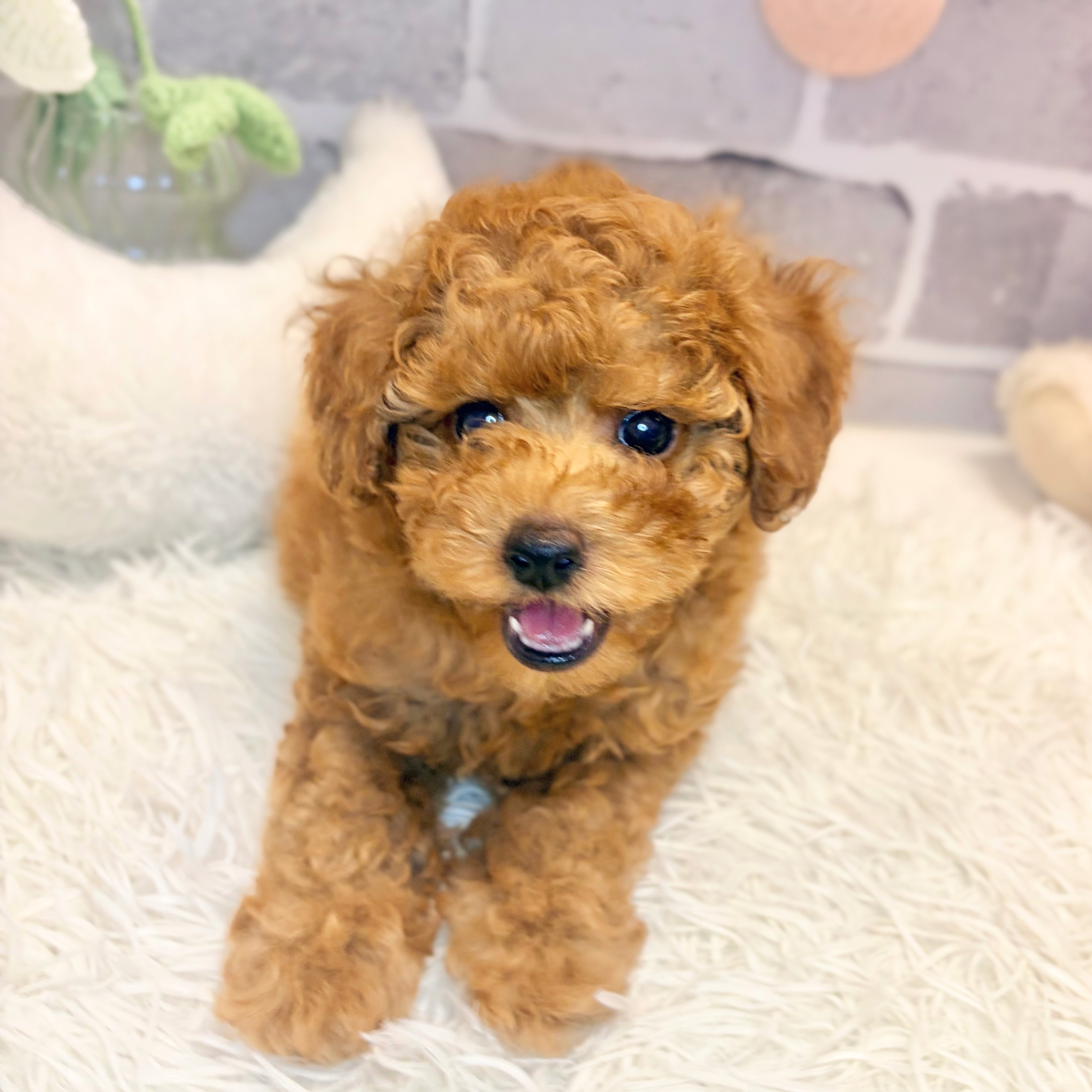 兵庫県のトイプードル(トイ) (犬の家＆猫の里神戸店/2026年7月11日生まれ/男の子/レッドフォーン)の子犬の3枚目の画像