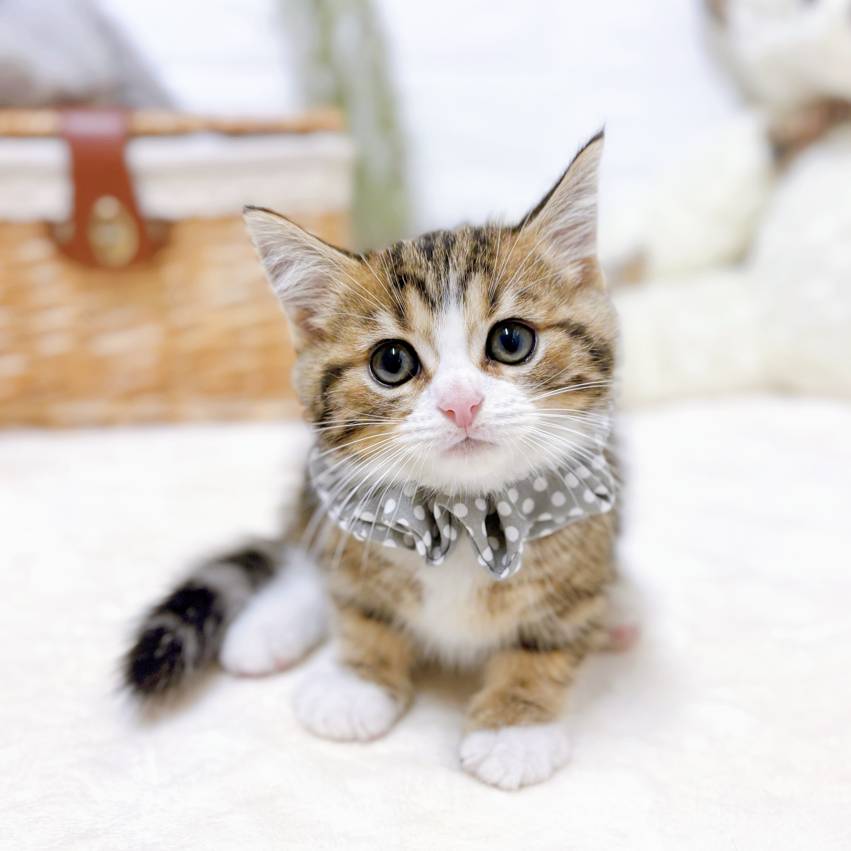 滋賀県のミヌエット (犬の家＆猫の里近江八幡店/2026年7月4日生まれ/男の子/ブラウンタビーホワイト)の子猫の3枚目の画像