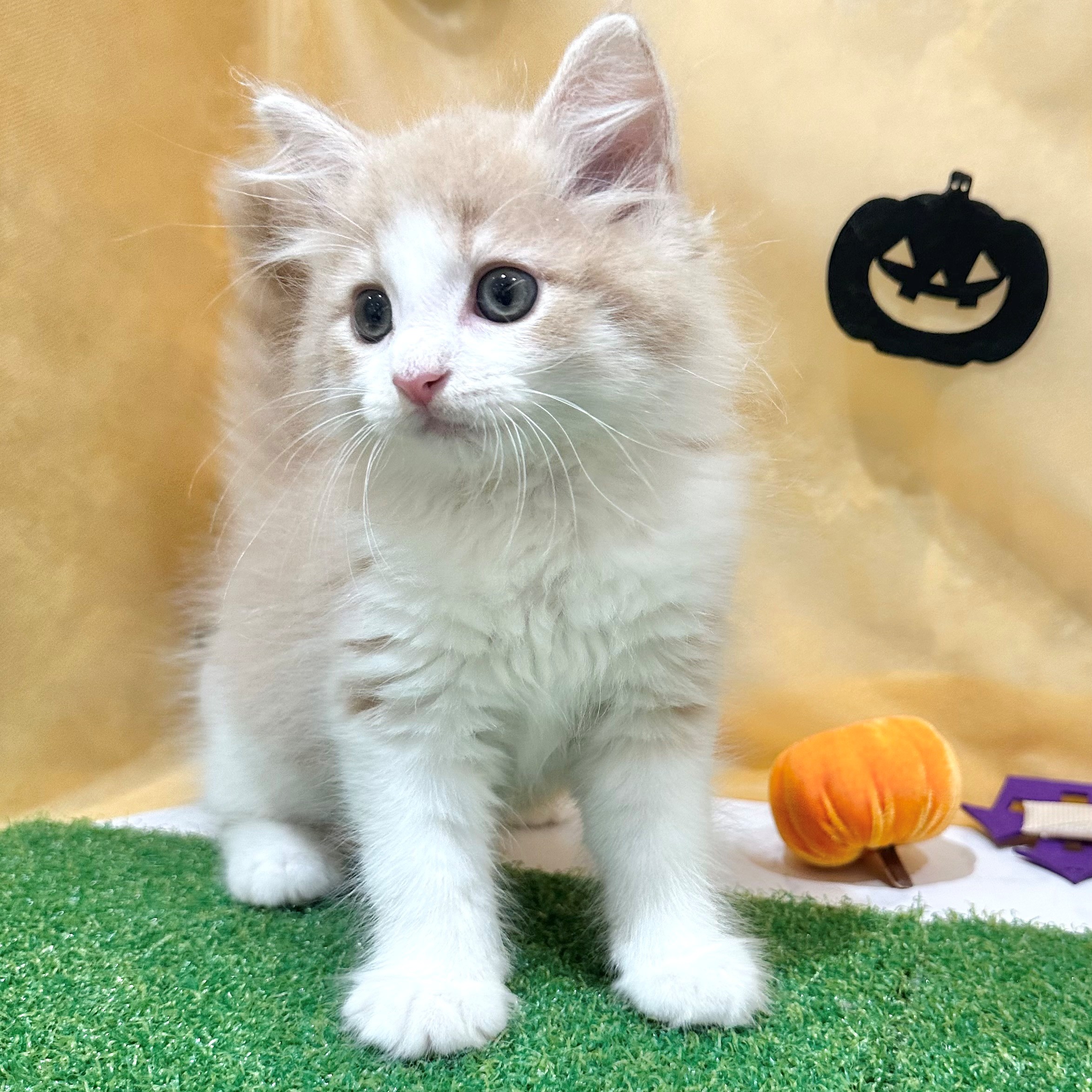福岡県のノルウェージャンフォレストキャット (犬の家＆猫の里くりえいと宗像店/2026年7月11日生まれ/男の子/クリームホワイト)の子猫の3枚目の画像