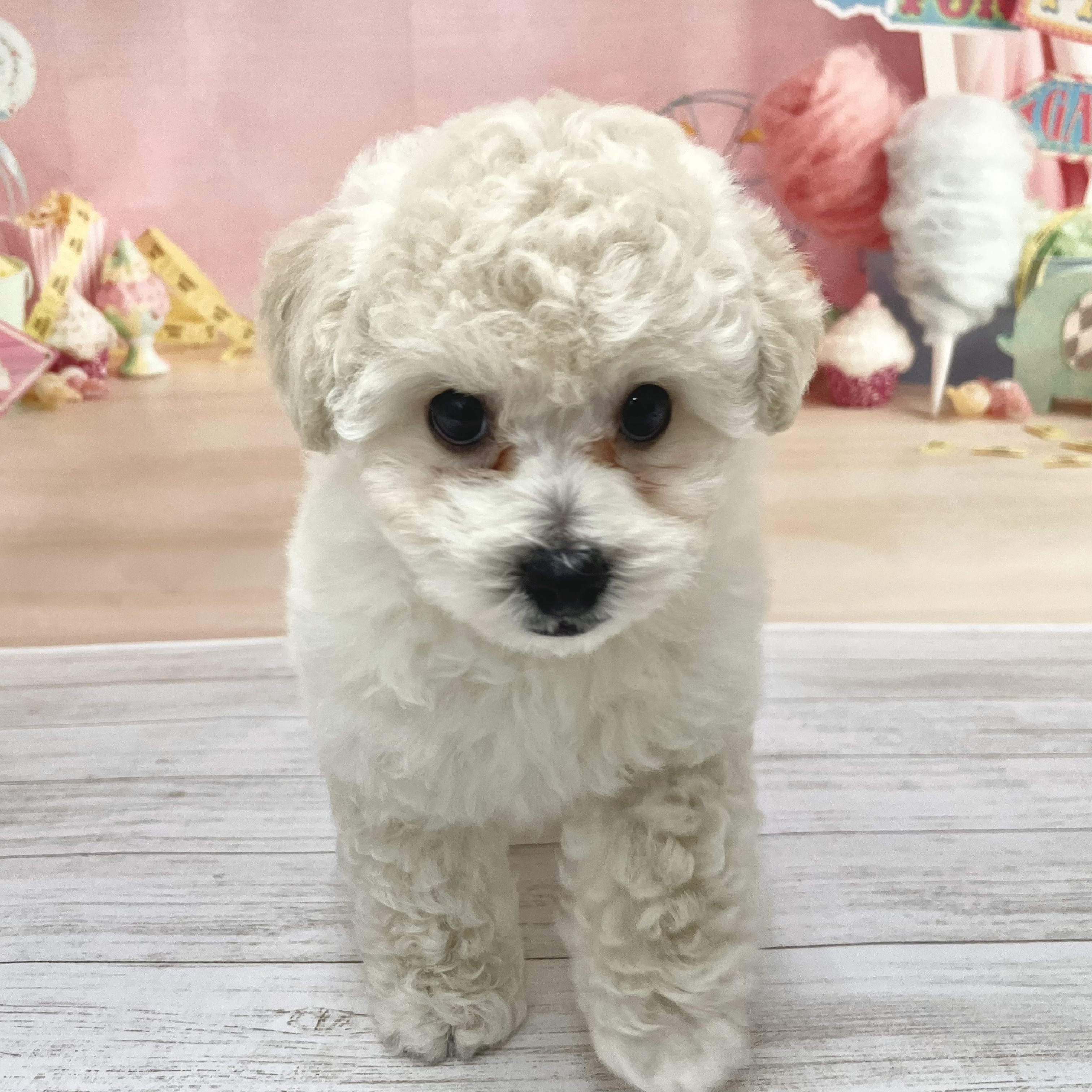 生体画像３