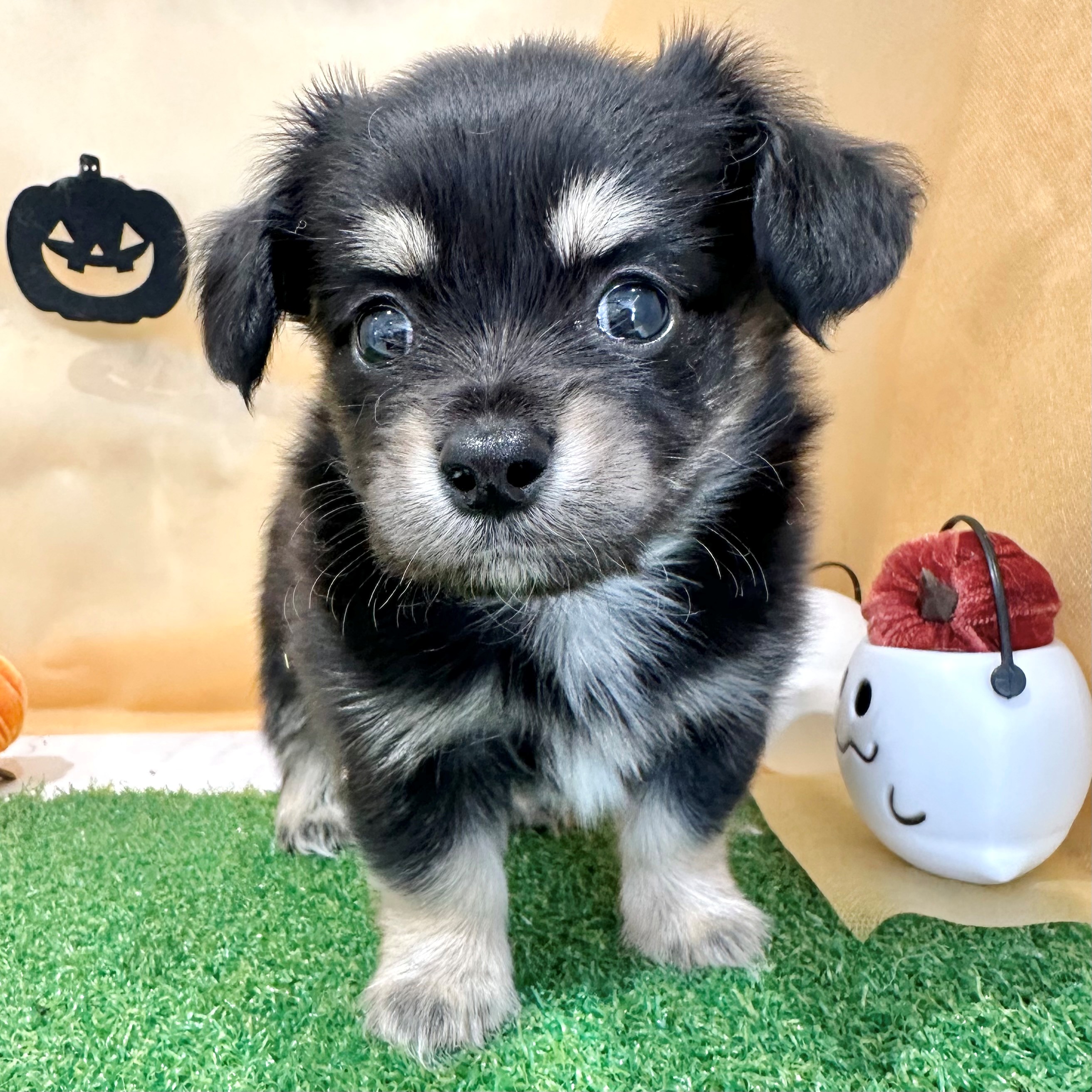 福岡県のチワックス(チワワ×ダックス) (犬の家＆猫の里くりえいと宗像店/2026年7月12日生まれ/男の子/ブラッククリーム)の子犬の3枚目の画像