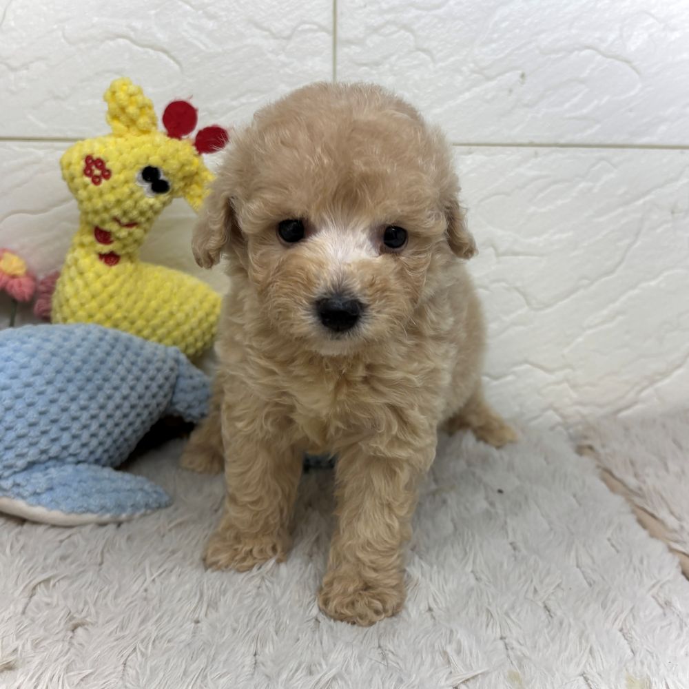 兵庫県のビションプー(ビションフリーゼ×プードル) (犬の家＆猫の里ゆめタウン姫路店/2026年7月11日生まれ/女の子/アプリコット)の子犬の3枚目の画像