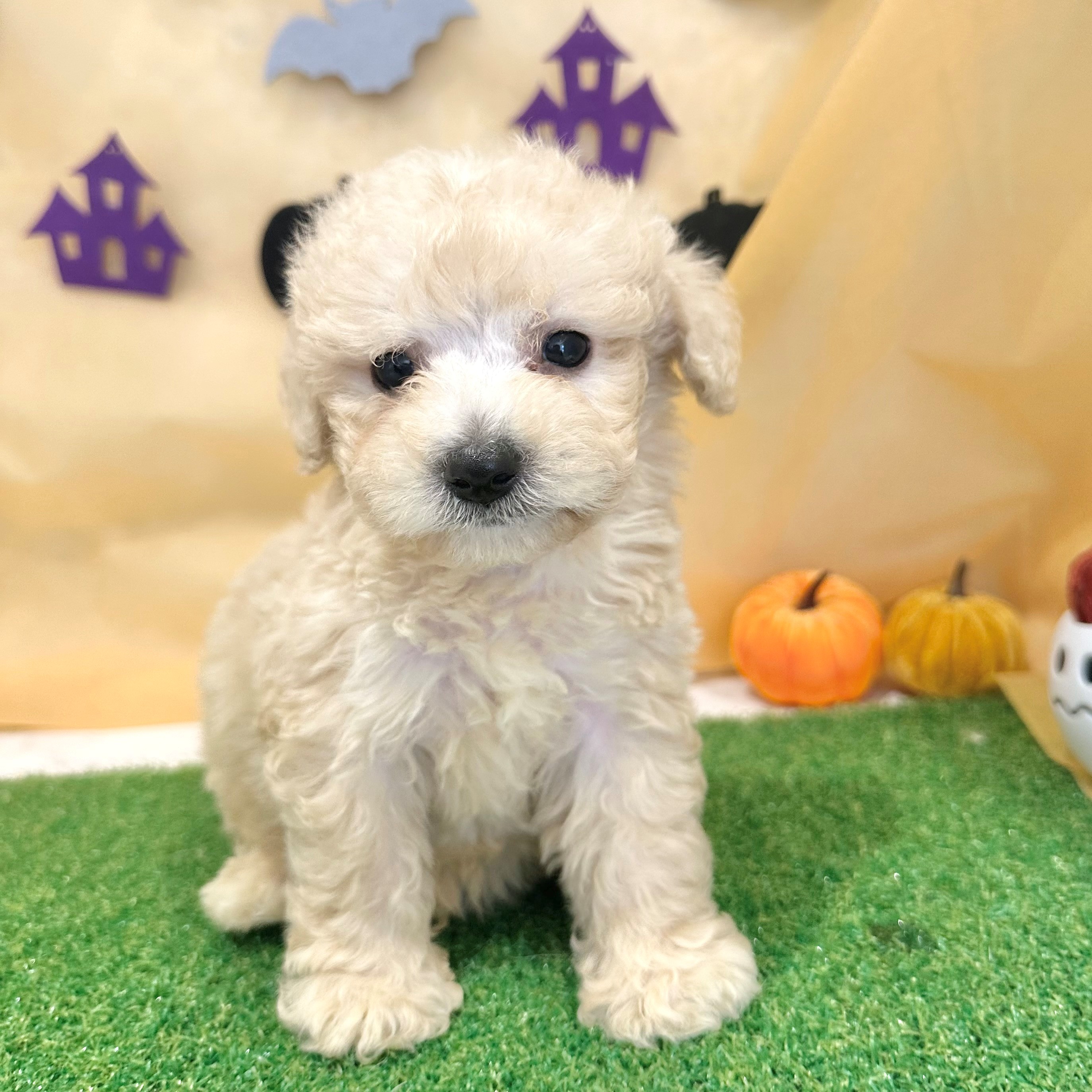 福岡県のビションプー(ビションフリーゼ×プードル) (犬の家＆猫の里くりえいと宗像店/2026年7月11日生まれ/男の子/アプリコット)の子犬の3枚目の画像
